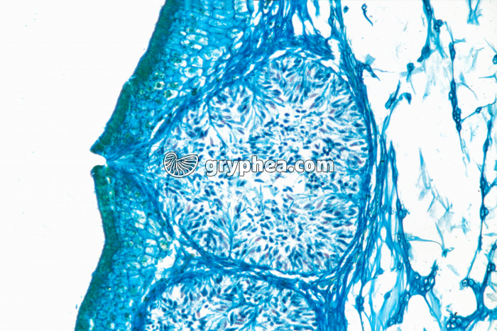 Fucus dioïque - conceptacle mâle x25 - gryphea.com